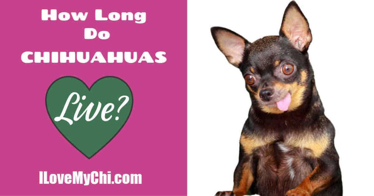 How Long Do Chihuahuas Live I Love My Chi