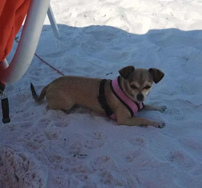 chihuahua dog laying in sand