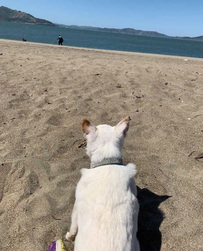 white chihuahua dog laying on beach