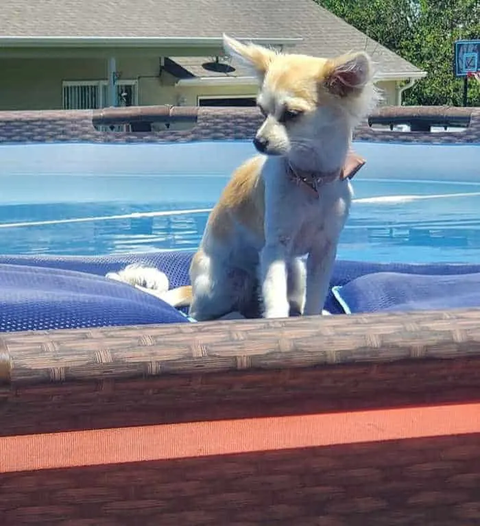chihuahua dog by a pool