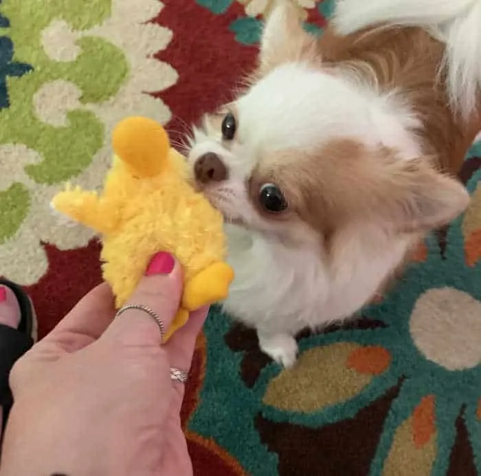 woman's hand giving a chick toy to chihuahua dog