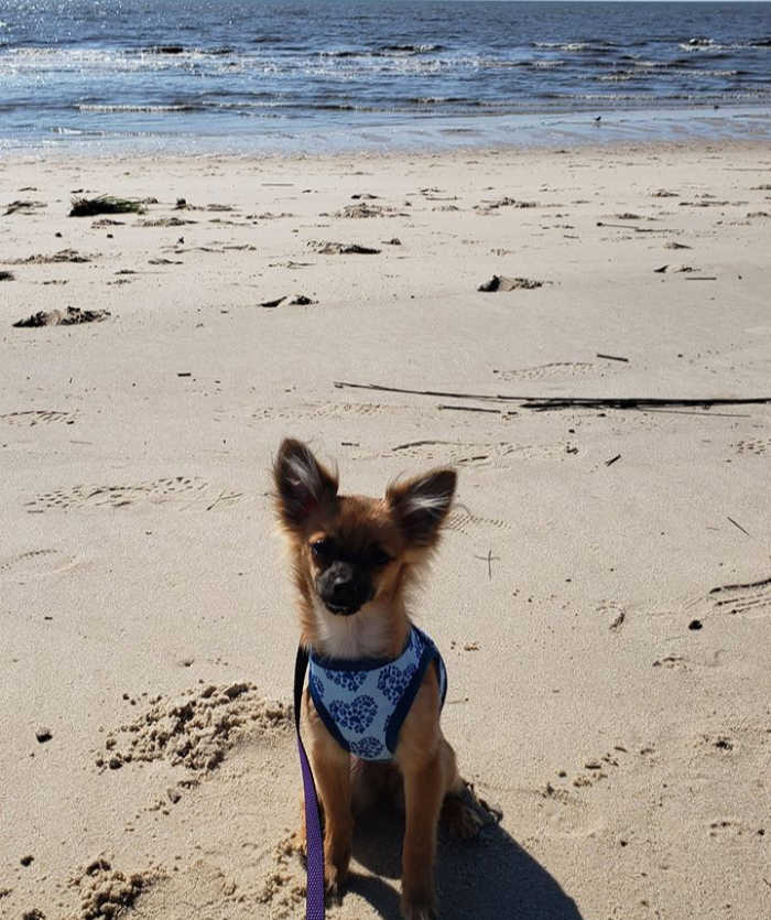 chihuahua dog on beach