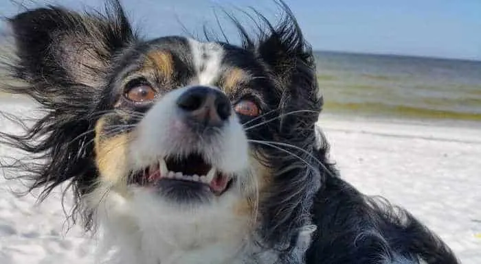 chihuahua on beach