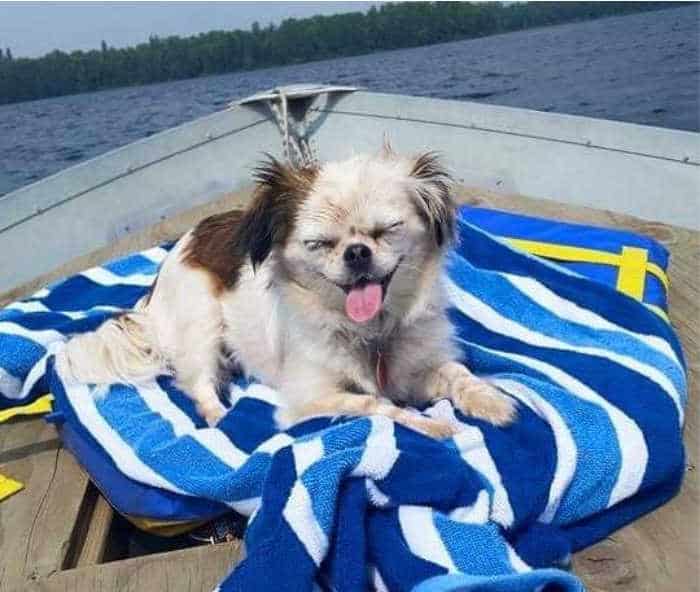chihuahua and shih-tzu mix on blue striped towel on boat