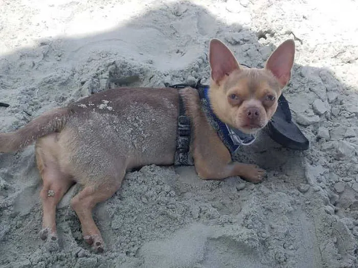 chihuahua dog laying in sand