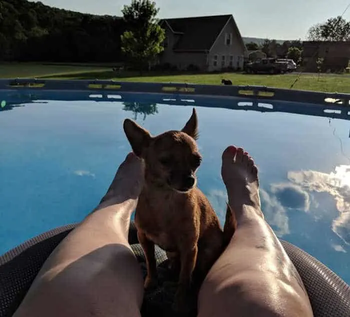 chihuahua sitting between woman's legs on a float in a pool