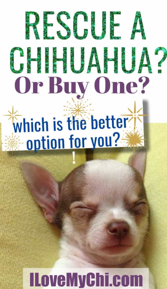 buy chihuahua