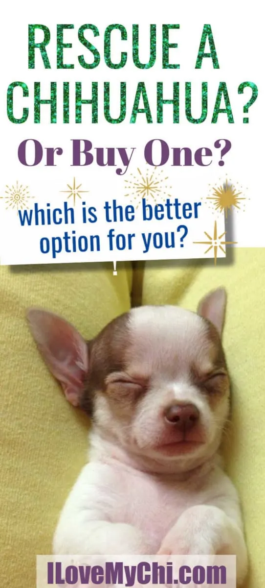 Should You Rescue A Chihuahua Or Buy One From A Breeder I Love My Chi