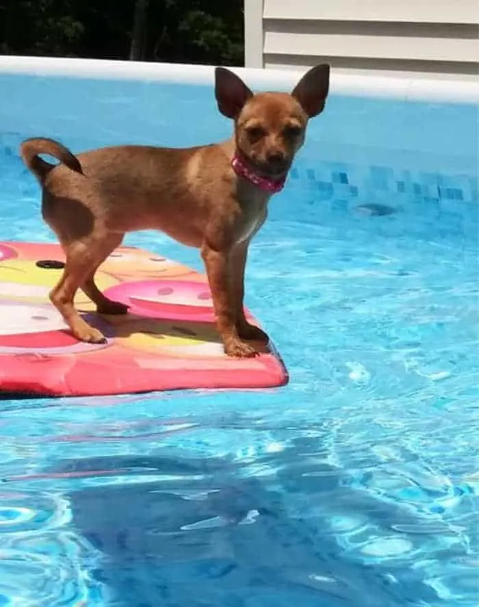 chihuahua on float in pool