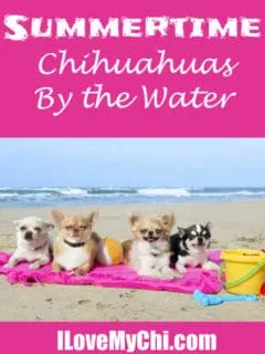 chihuahuas on the beach