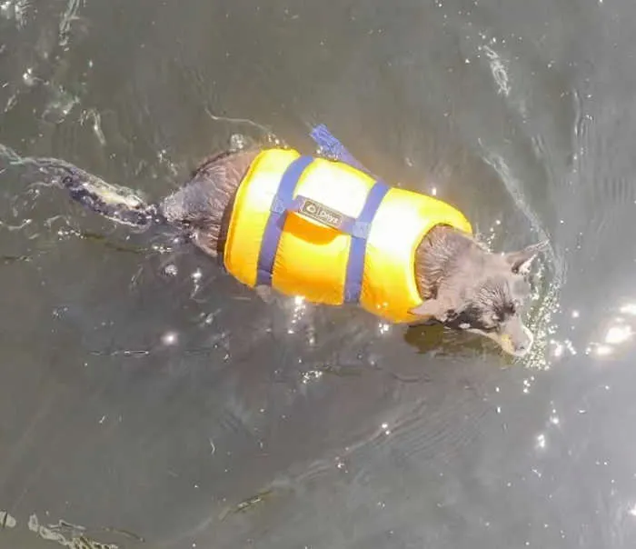 chihuahua dog wearing yellow life jacket in water
