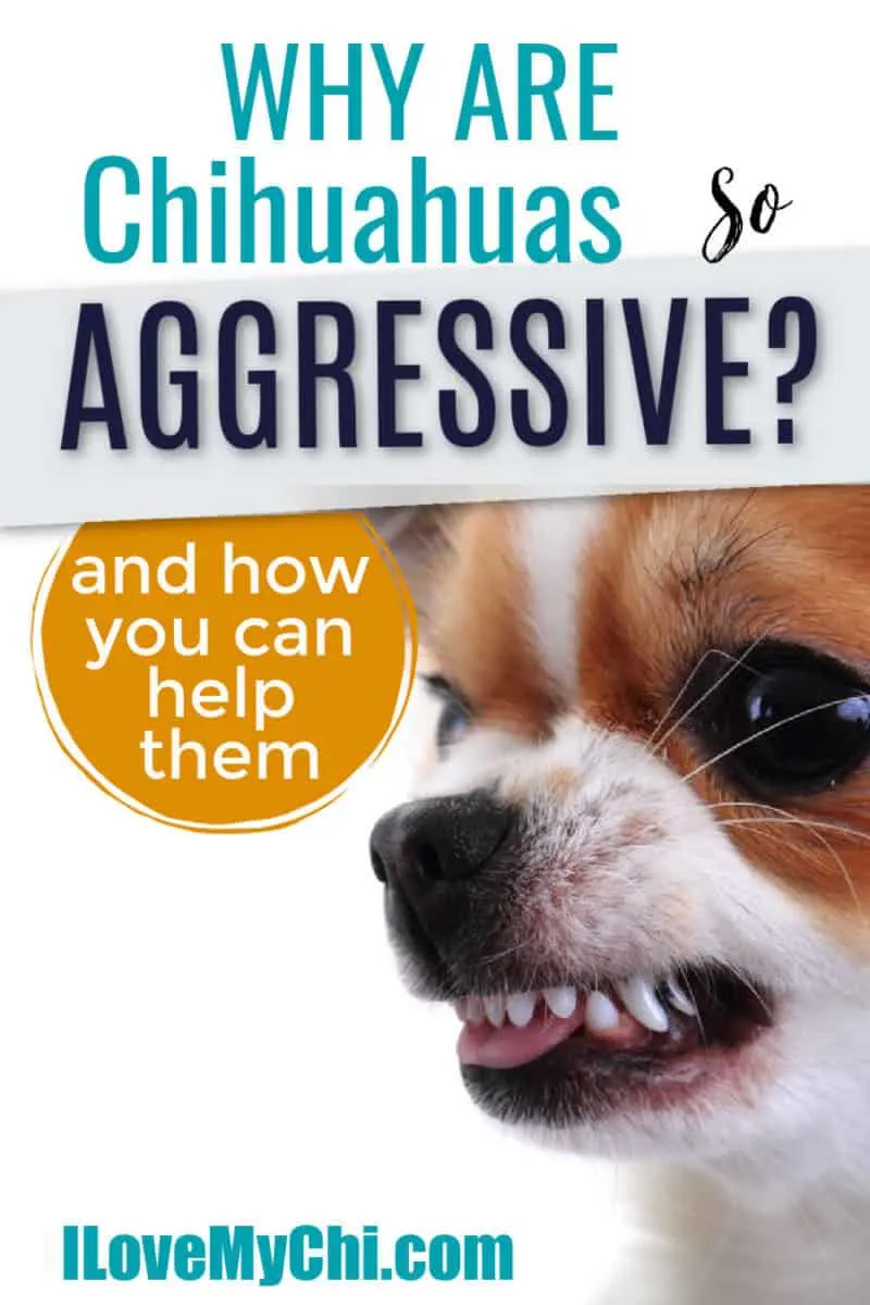 Chihuahua aggressive to store strangers