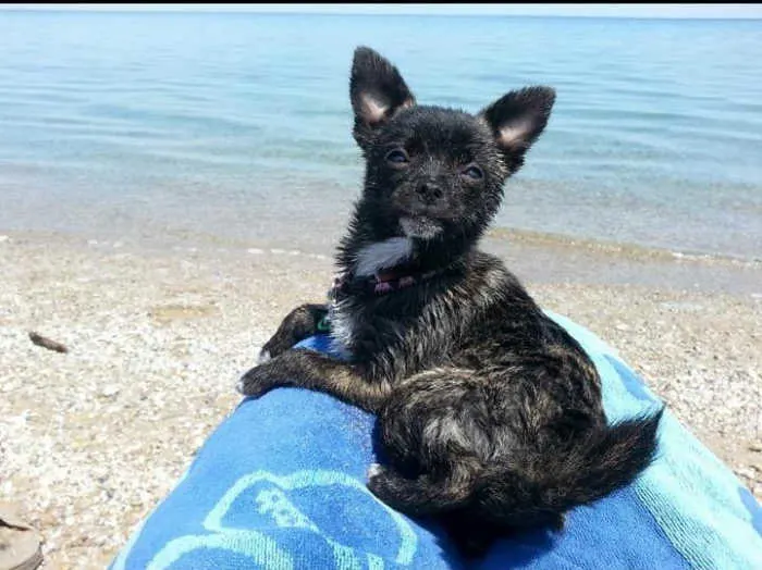black wet chihuahua dog on beach