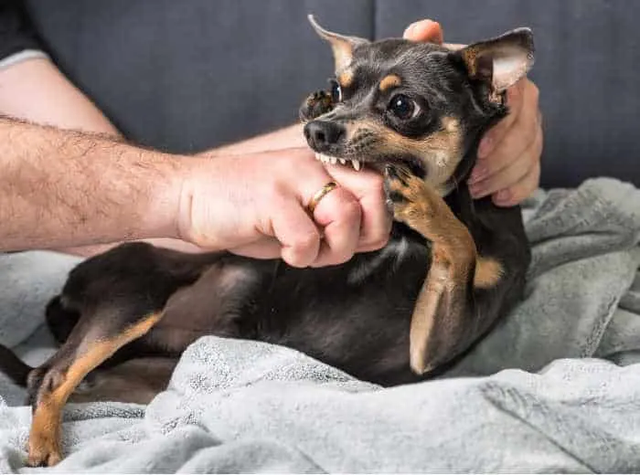 black and tan chihuahua dog biting man's hand 700