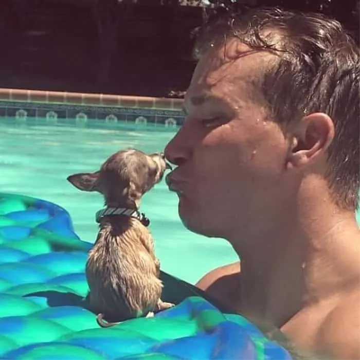 chihuahua puppy on float in pool giving a kiss to a man