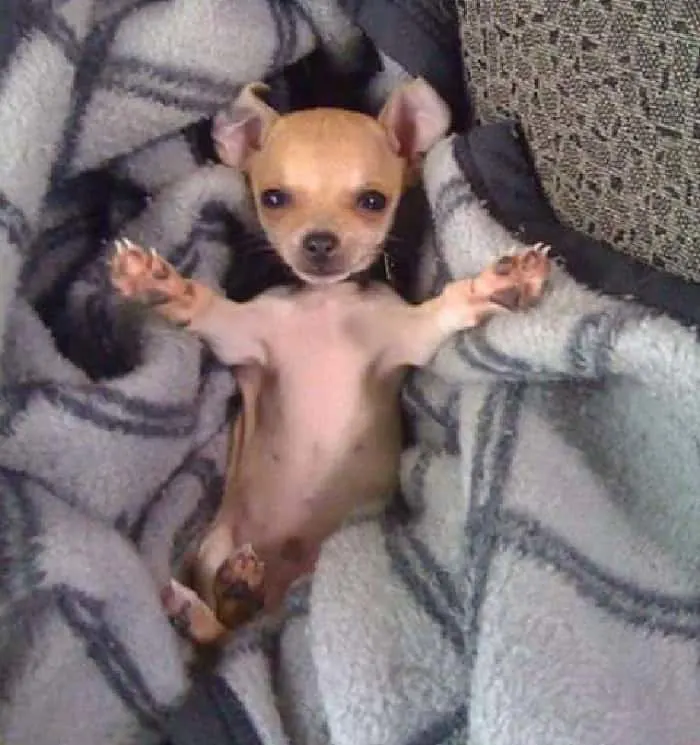 chihuahua puppy with arms out