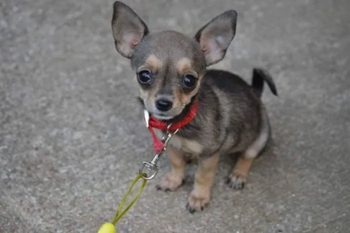 grey chihuahua puppy