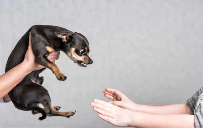 snapping chihuahua at outstretched hands