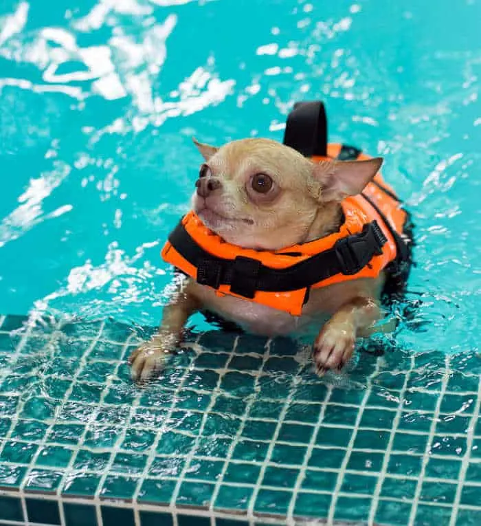 Chihuahua in dog pool