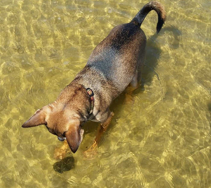 chihuahua looking at something in water