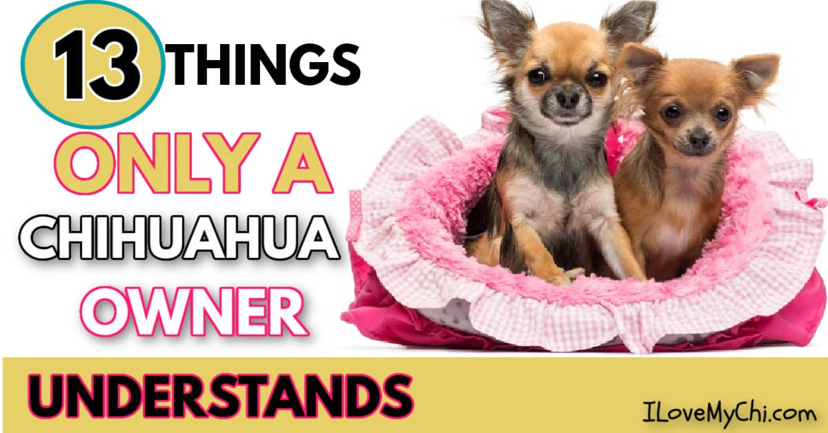 13 Things Only a Chihuahua Owner Understands I Love My Chi