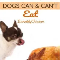chihuahua dog licking lips by a roasted turkey
