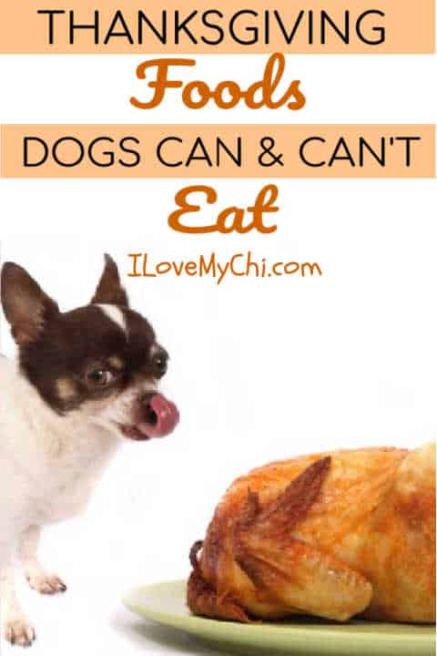 chihuahua dog licking lips by a roasted turkey