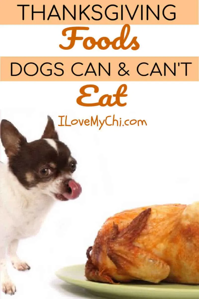 Thanksgiving Foods Your Dog Can and Can't Eat