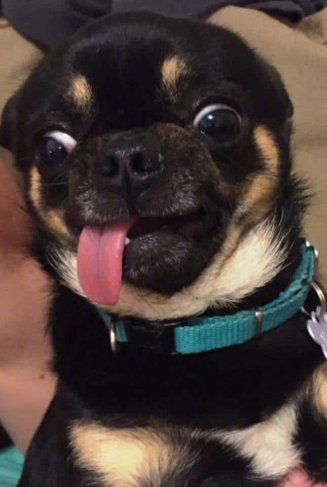 funny chihuahua with tongue out