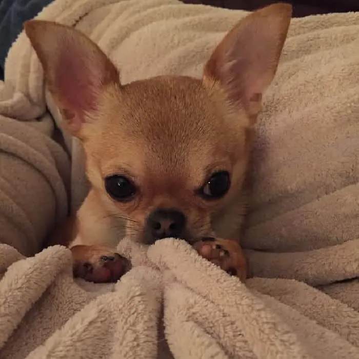 fawn chihuahua under the covers