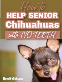 elderly chihuahua with tongue hanging out