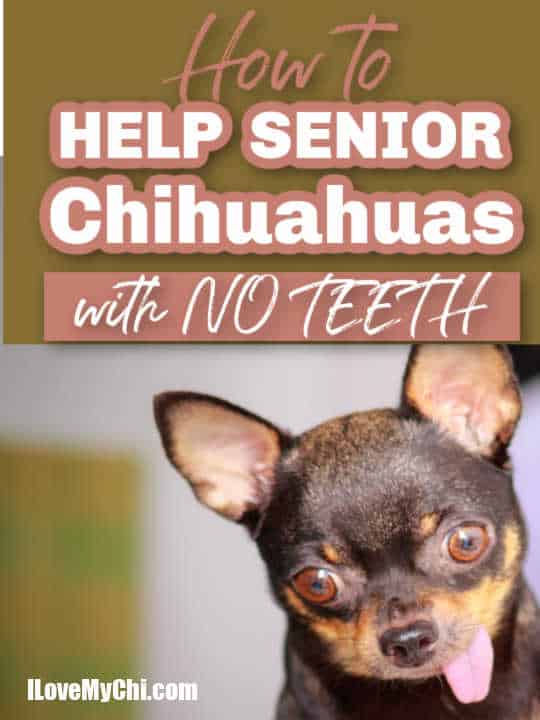 what can I feed my chihuahua with no teeth? 2