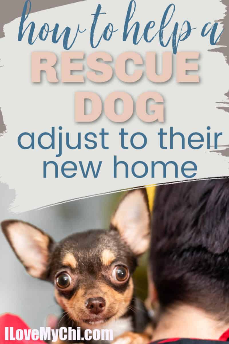 How to Help a Rescue Dog Adjust I Love My Chi