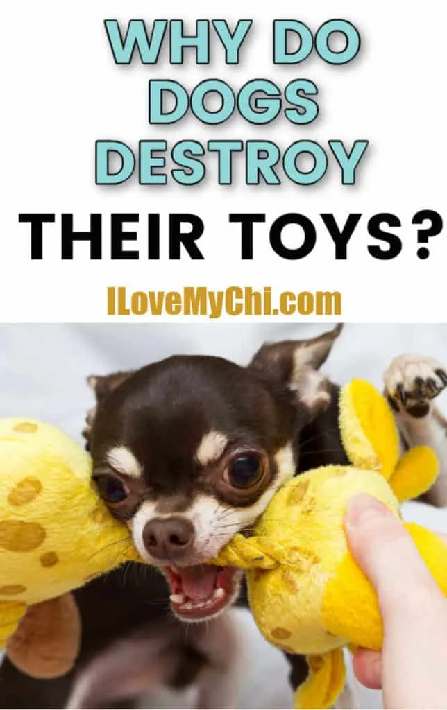 chihuahua with toy in mouth