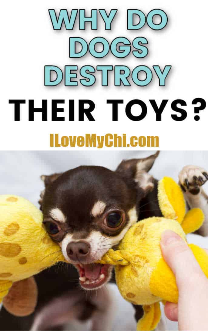 Why do Dogs Destroy their Toys? I Love My Chi