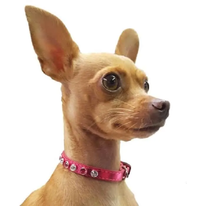chihuahua wearing a crystal colloar