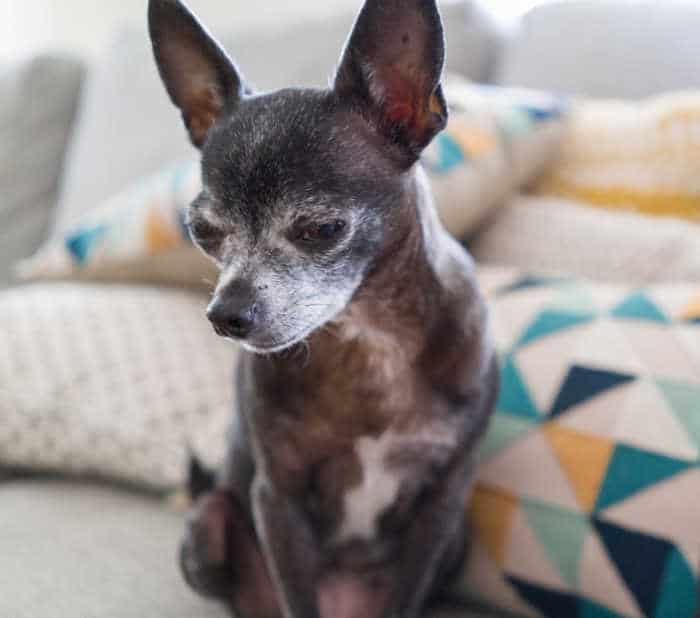 Older gray chihuahua sitting on pillows.