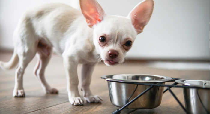 White chihuahua standing at food bowl.