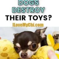 chihuahua dog holding toy in mouth