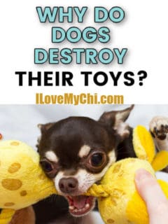 chihuahua dog holding toy in mouth