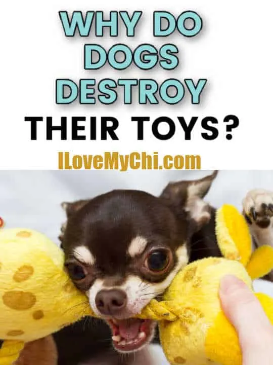 My dog destroys his toys sale