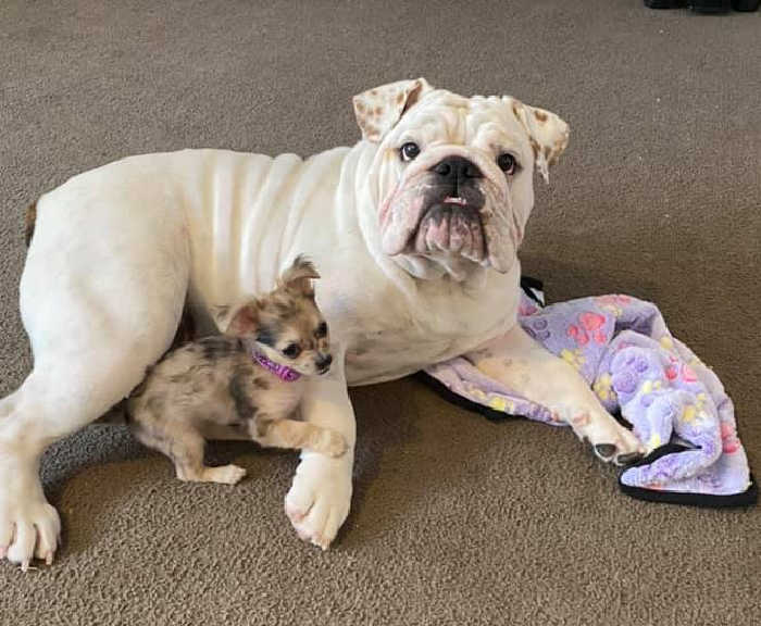 merle chihuahua and English bulldog