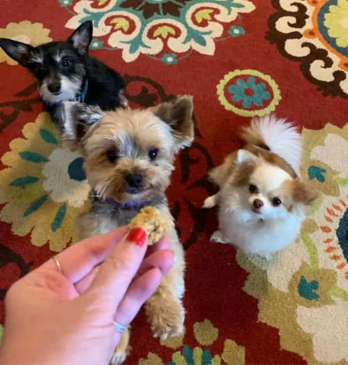 3 dogs begging for treat in hand