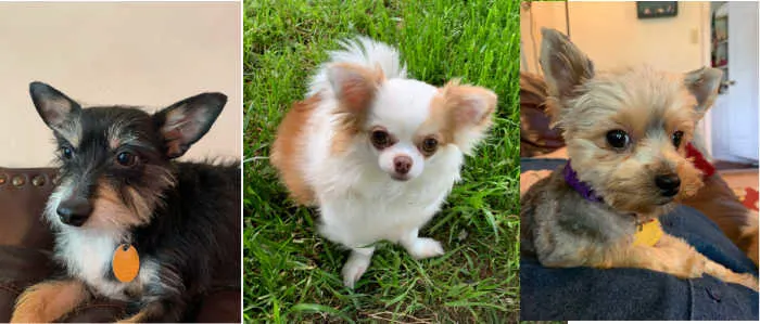 photos of 3 dogs