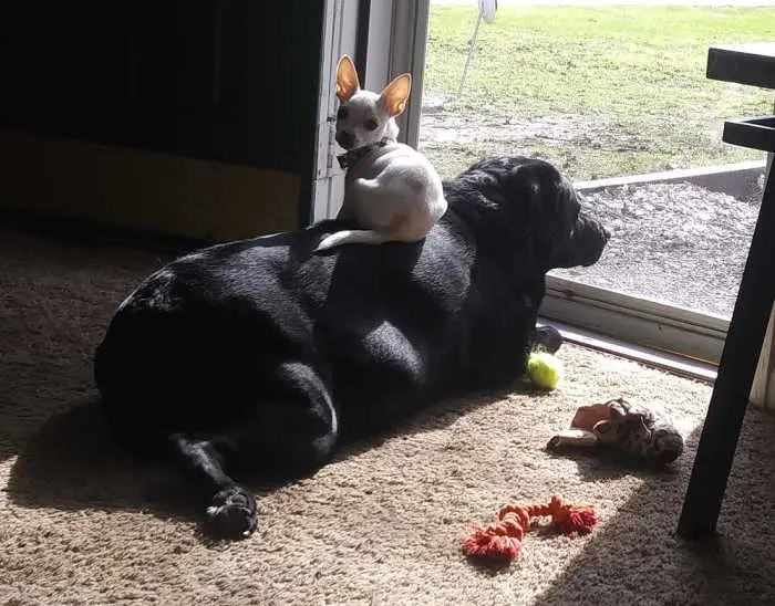 white chihuahua sitting on back of big black dog