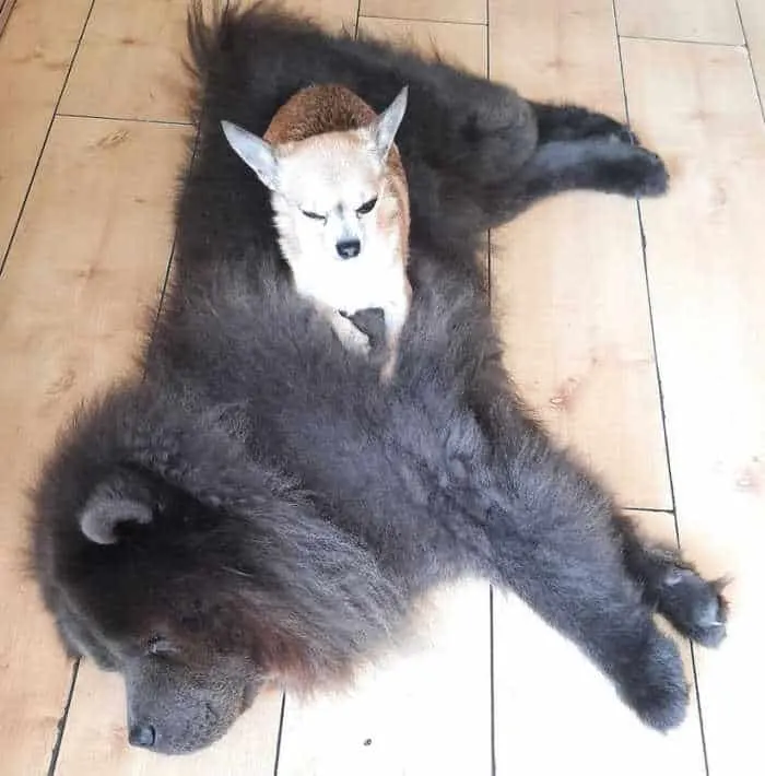 small fawn chihuahua on large fluffy black chow dog