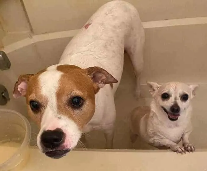 large white and tan dog and small white chihuahua in bath tub