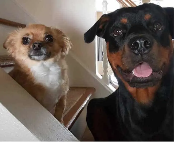 long hair chihuahua and Rottweiler