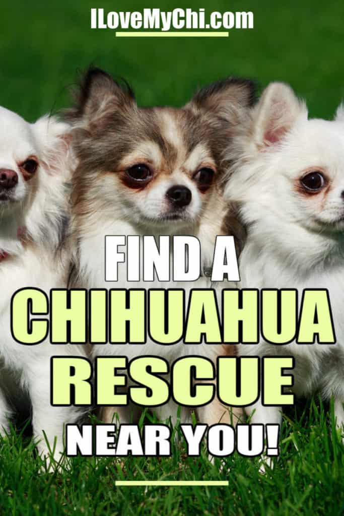 teacup chihuahua rescue