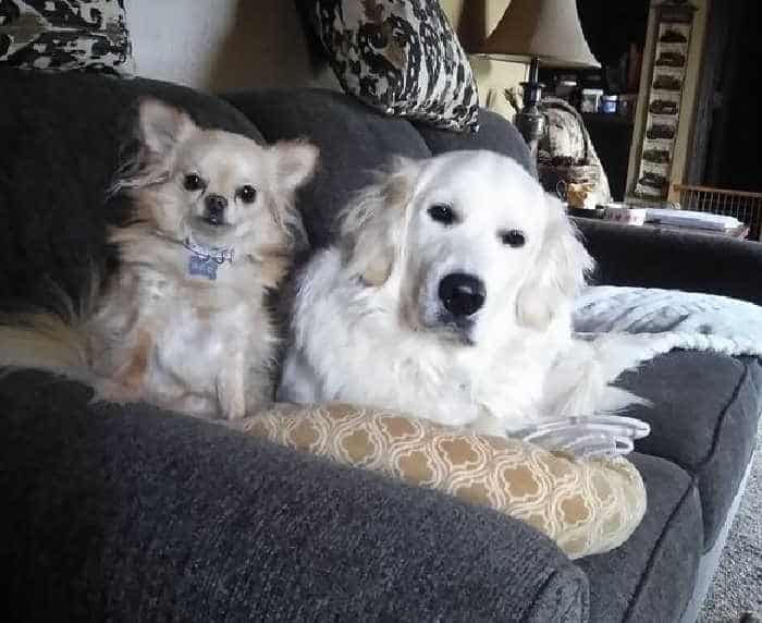 long hair white chihuahua and large white dog